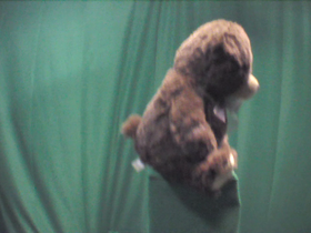 270 Degrees _ Picture 9 _ Brown Teddy Bear.png
